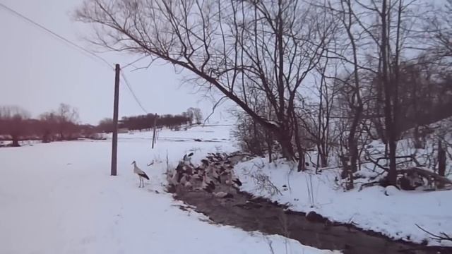 Годівля лелек в селі Переволока смотреть онлайн
