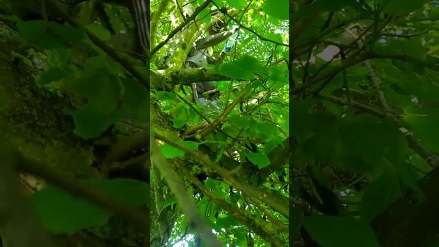 первый пчелиный рой 2021 смотреть онлайн