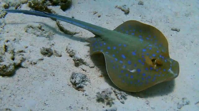 Magic of the underwater world at Hurghada 2021! смотреть онлайн