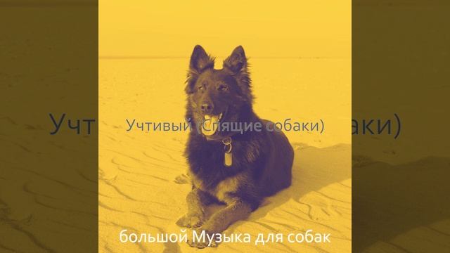 Видения (Дрессировка собак) смотреть онлайн