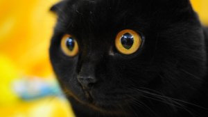Почему черные кошки стали заложниками человеческих страхов? Вся правда о черных кошках.