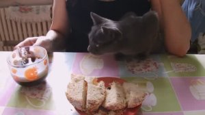 Котик тоже отмечает Пасху.mp4