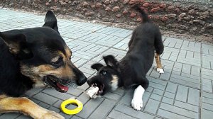 Собачья жизнь,их забавы ...🐕🐾🐾🐺