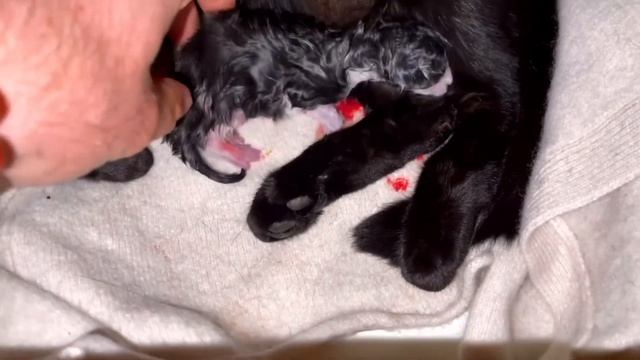 Принимаю роды у кошки | Родились красавчики смотреть онлайн