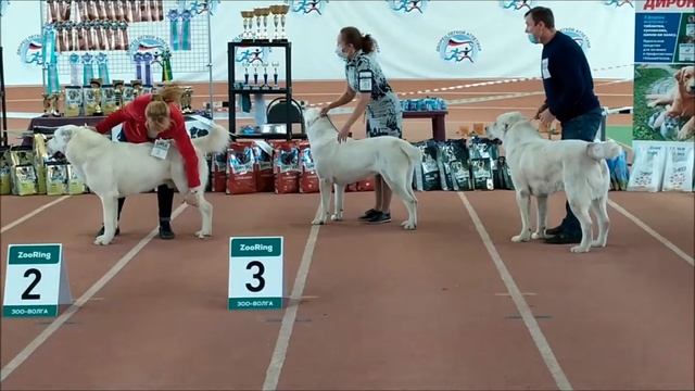 МОНО САО 07.11.2020г.г. Самара смотреть онлайн