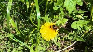 Пение соловья. Успокаивает и исцеляет от тревог.