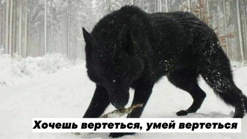 Кит убийца смотреть онлайн