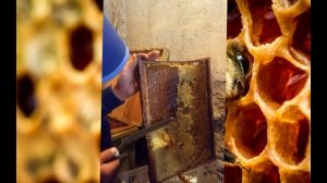 Уход за пчелами