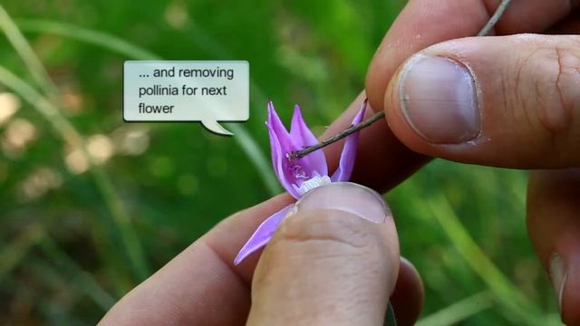 Punane tolmpea. Cephalanthera rubra. Red helleborine.