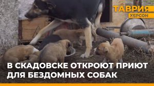 В Скадовске откроют приют для бездомных собак