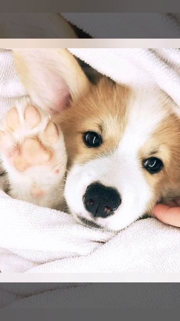 какой ты щеночек по знаку зодиака смотреть онлайн