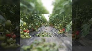 Balaban F1\step by step