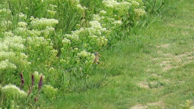 1124. Konipas luční, Western Yellow Wagtail, Schafstelze, Gele kwikstaart, Жёлтая трясогузка