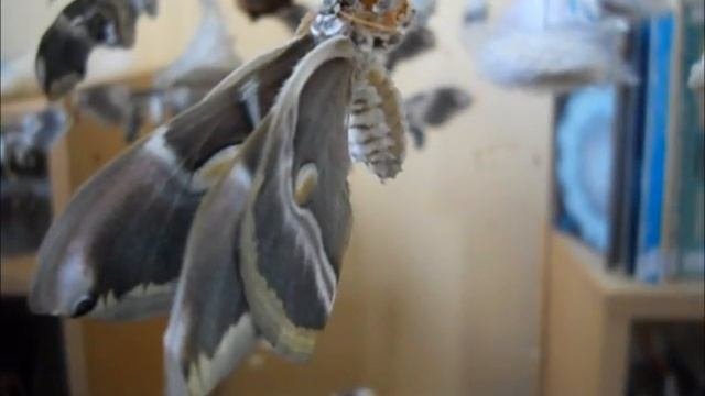 Giant Silkmoth: Eclosion to Flight смотреть онлайн