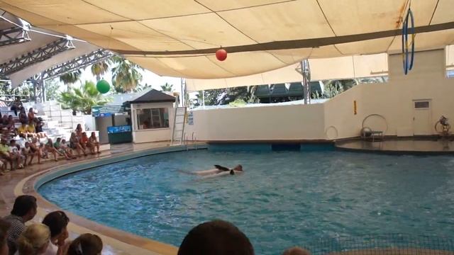 Шоу в дильфинарии Антальи смотреть онлайн