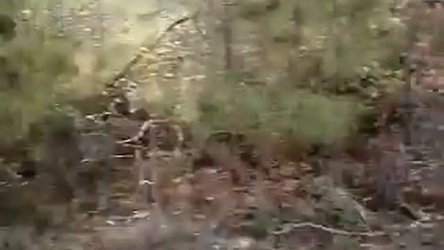 Deer hunting tips - oak trees смотреть онлайн