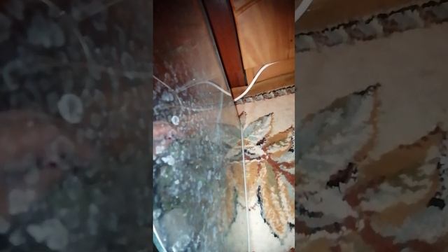 обзор на моих ящериц смотреть онлайн