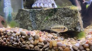Apistogramma Steel Blue