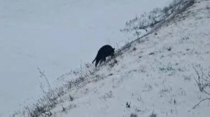 Полюшка, Поля - одна в поле!
