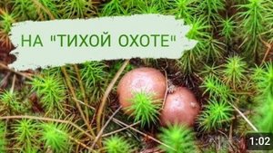 ЖИЗНЬ ВОЗЛЕ ЛЕСА. 26.09.2023г.