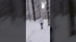 Зимняя прогулка по лесу