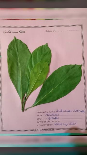Herbarium sheet for all Biology students