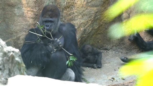 Baby gorilla Sumomo looks happy to be with her dad Haoko смотреть онлайн