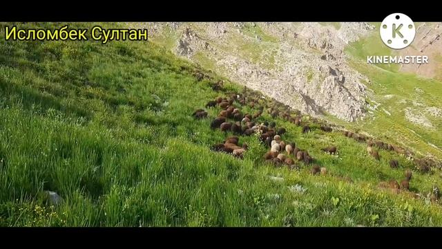 Қуйлар яна янги ресторанда Гусфандо бо рестарони навда Ғарм камароб природа Таджикистан 2022 г. смотреть онлайн