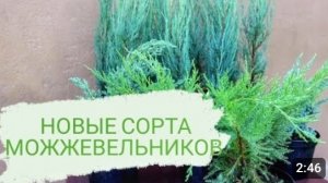 В "МОЖЖЕВЕЛОВОМ САДУ" НОВЫЕ СОРТА МОЖЖЕВЕЛЬНИКОВ. 30.08.2023г.