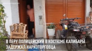 В Перу полицейский в костюме капибары задержал наркоторговца