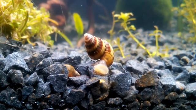 Clea Helena смотреть онлайн