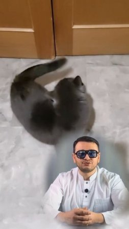 Отит у кошек