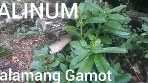 Talinum: Sagot sa iyong mga sakit at masamang  karamdaman!
