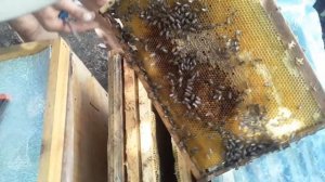 двух маточное содержание пчел в многокорпусных ульях