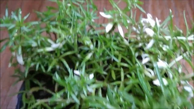 5 Hanging Plants to Decorate Your Home Indoor & Outdoor