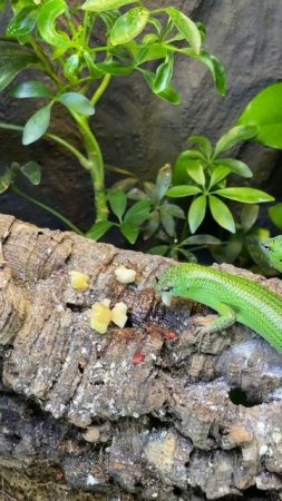 Emerald Tree Skink Enjoying Bananas! #shorts #reptiles #lizard #skink