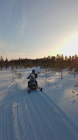 Ирбис Динго!