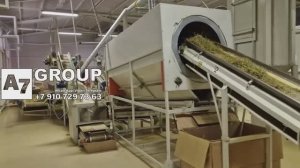 Ромашка: Полная линия по переработке ромашки #ромашка #сушка