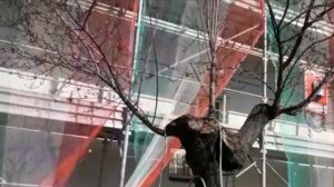 Обрезка сливы-формировка-чаша