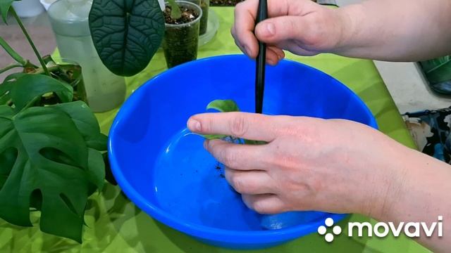 КОМНАТНЫЕ РАСТЕНИЯ(ЦВЕТЫ).ЦВЕТОЧНЫЕ ДЕЛА.