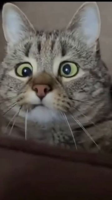 Правда милый? /Видео с котятами/Милый котик #shorts смотреть онлайн