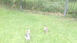 Митяй и Рэй