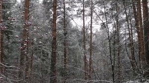 Музыка природы. Снегопад. Пение птиц. Звуки птиц. Звук ветра.