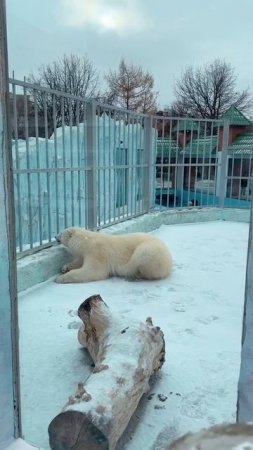 БЕЛЫЕ МЕДВЕДИ