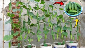 Отличная идея как вырастить огурцы дома, чтобы получить много плодов