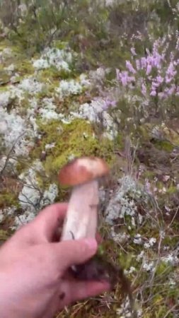 Где искать белые грибы 