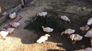 Что делать если утки выщипывают перья друг у друга