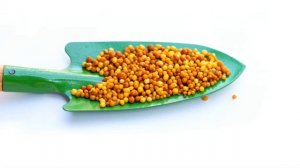 Top 3 Fertilizers for Your Garden!    invideo ai 1080 2024 06 25