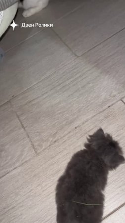 Однажды летом… подобрали котёнка