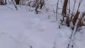 Проблема нашей реки.